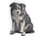 Pet Photo Pillow — Custom Shaped Dog Cushion